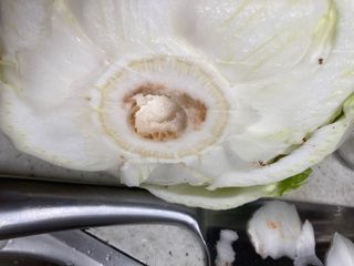 고은서님의 배추 · 병해충상담 작성글 사진