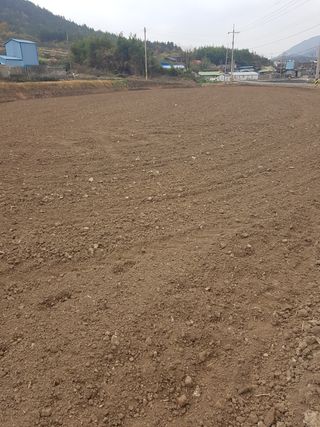 국가대표님의 기타작물 · 자유게시판 작성글 사진