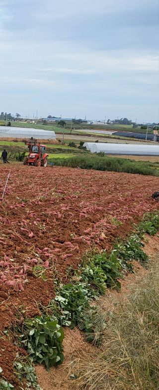 무거운말버르님의 고구마 · 자유게시판 작성글 사진