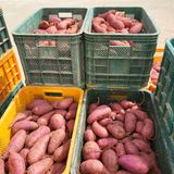 팜모닝 고구마·자유게시판 게시글 이미지