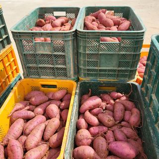 무거운말버르님의 고구마 · 자유게시판 작성글 사진