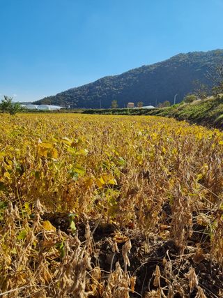 자두1925님의 콩 · 자유게시판 작성글 사진