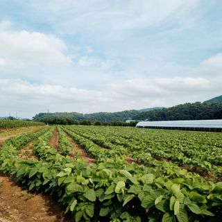 자두1925님의 콩 · 자유게시판 작성글 사진