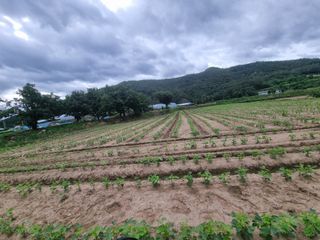 자두1925님의 콩 · 자유게시판 작성글 사진