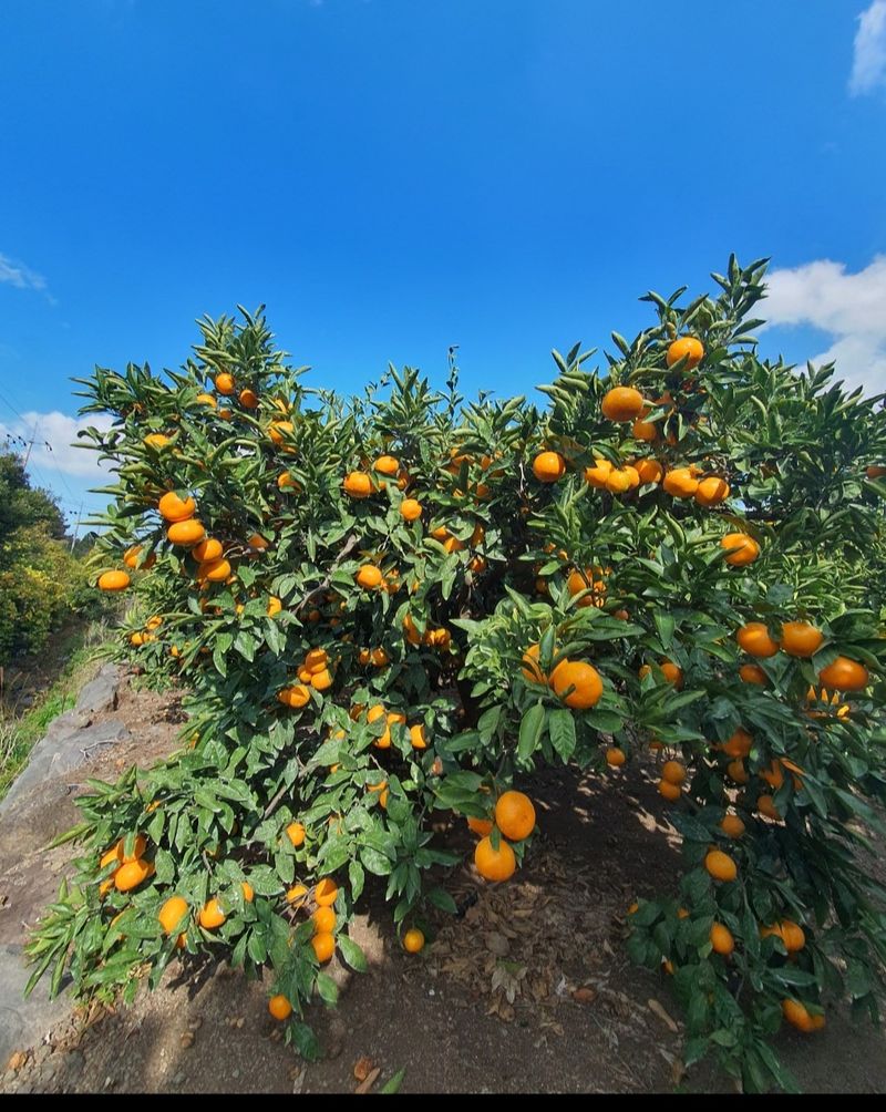 선물차롱님의 장터 판매 상품 [맛있는 새콤달콥한 조생귤이예요] 첨부 사진