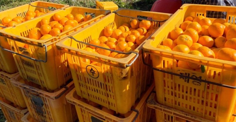 장터 상품 [맛있는 새콤달콥한 조생귤이예요] 썸네일