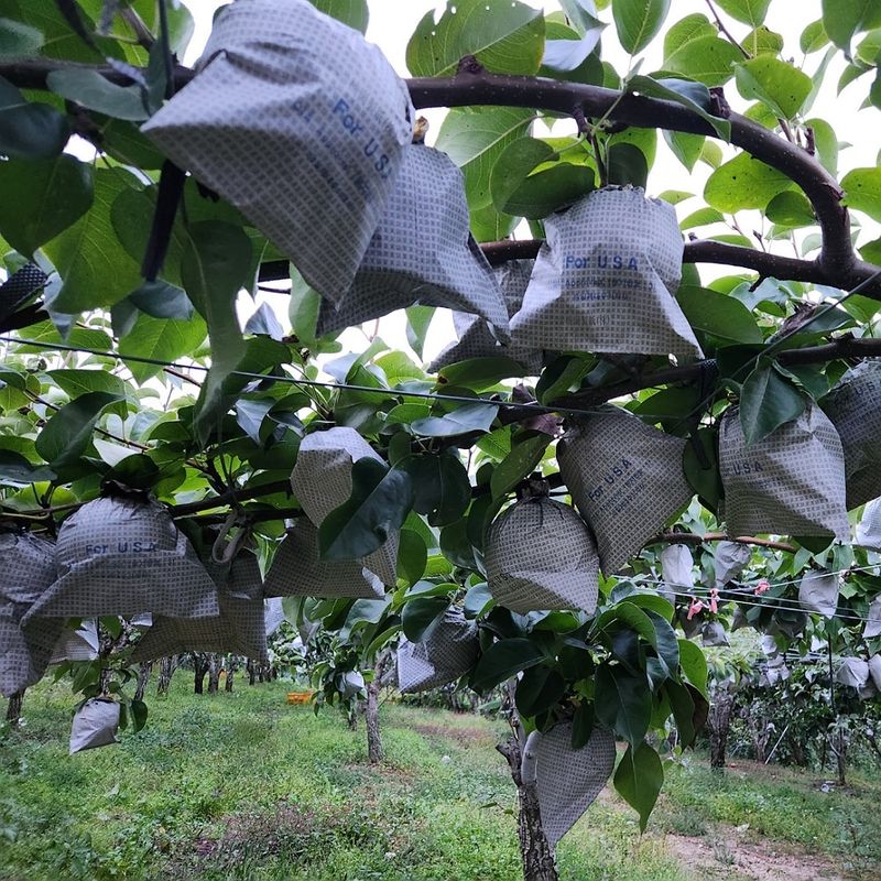 지난지교님의 장터 판매 상품 [신고배 7.5kg] 첨부 사진