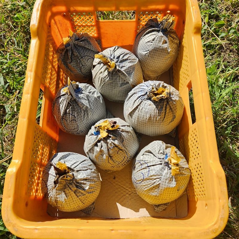 지난지교님의 장터 판매 상품 [신고배 7.5kg] 첨부 사진