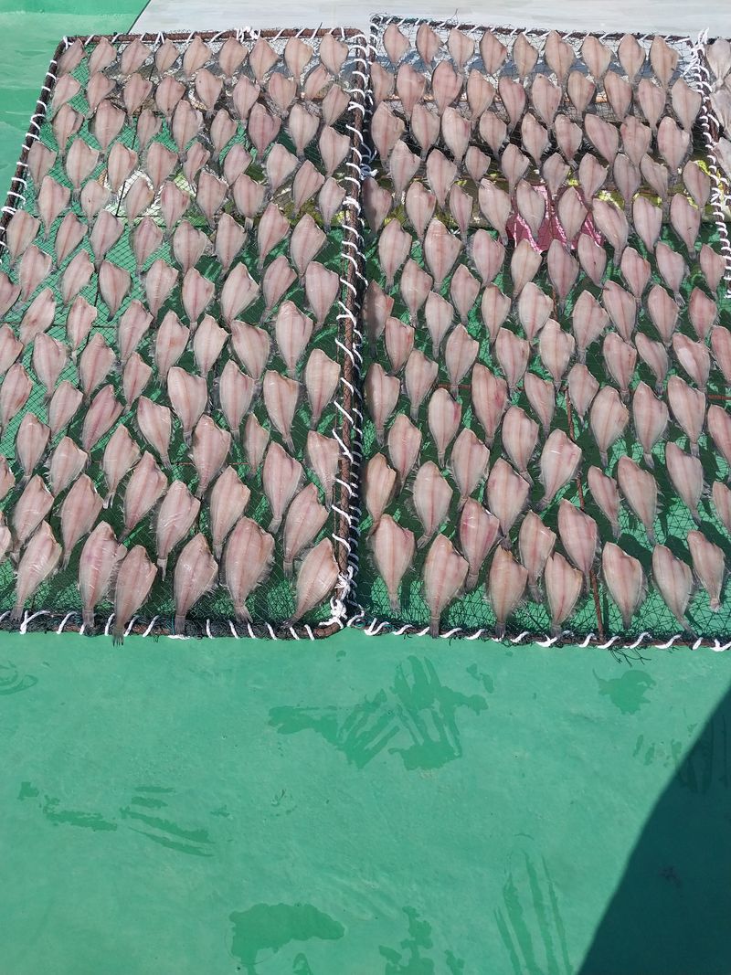 해안로님의 장터 판매 상품 [말린 물가자미] 첨부 사진