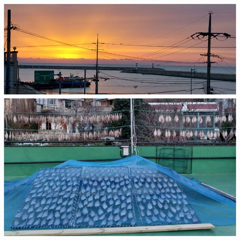 해안로님의 장터 판매 상품 [말린 물가자미] 첨부 사진