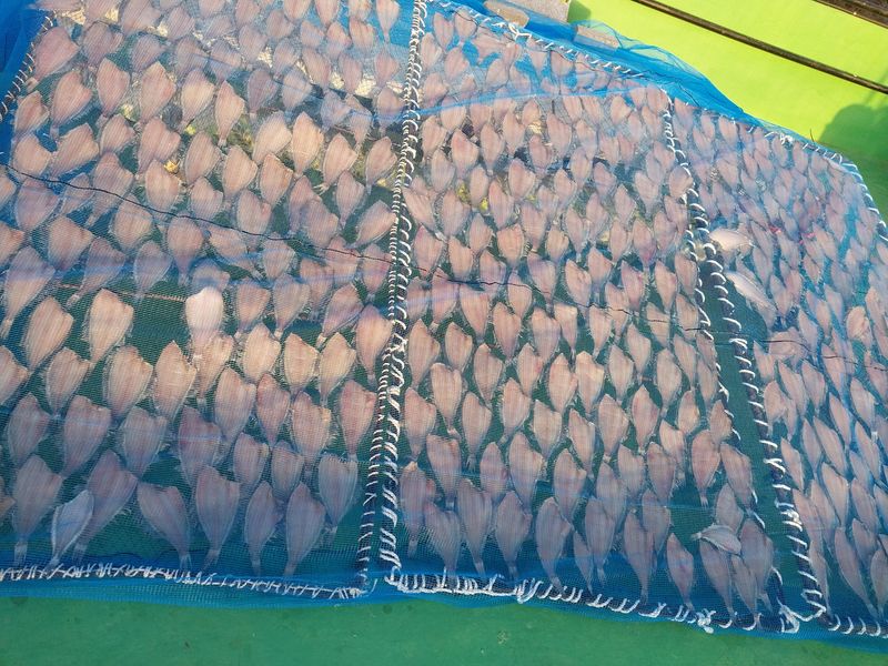 해안로님의 장터 판매 상품 [말린 물가자미] 첨부 사진