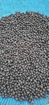 팜모닝 콩·자유게시판 게시글 이미지