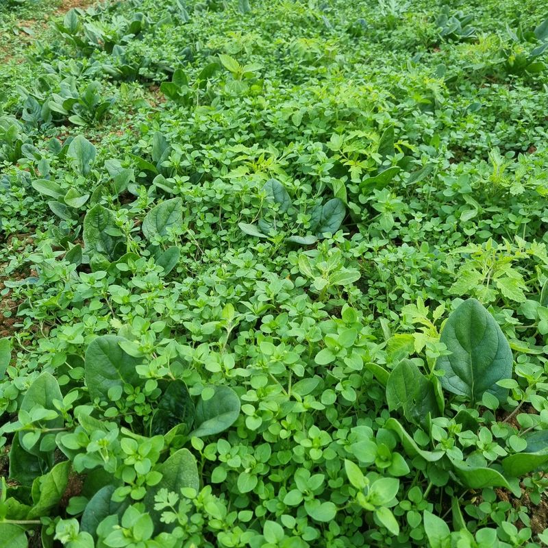 엄미애님의 장터 판매 상품 [무농약 동초 시금치 ] 첨부 사진