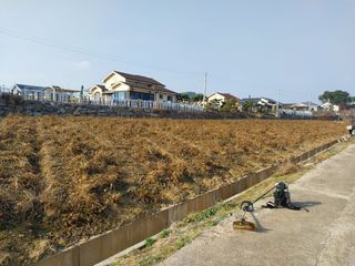 서산 밀집모자님의 콩 · 자유게시판 작성글 사진