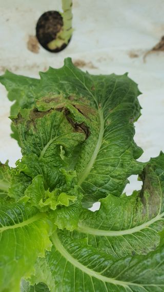 더초록팜님의 기타작물 · 병해충상담 작성글 사진