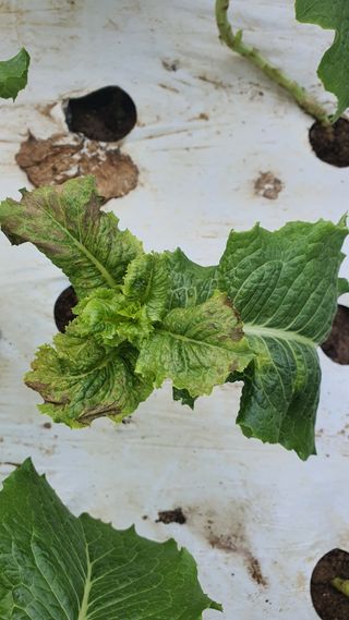 더초록팜님의 기타작물 · 병해충상담 작성글 사진