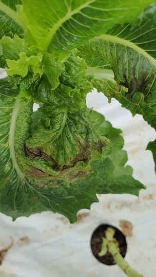 더초록팜님의 기타작물 · 병해충상담 작성글 사진