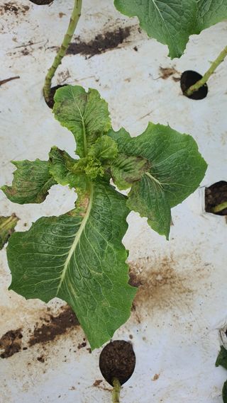 더초록팜님의 기타작물 · 병해충상담 작성글 사진