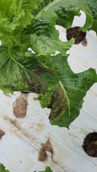 더초록팜님의 기타작물 · 병해충상담 작성글 사진