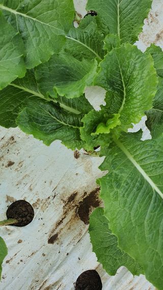 더초록팜님의 기타작물 · 병해충상담 작성글 사진