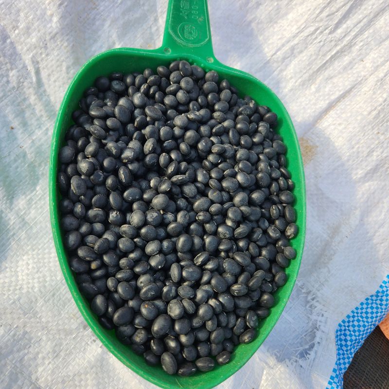 장터 상품 [서리태] 썸네일