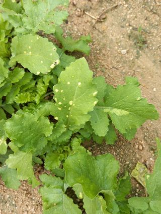 omany님의 배추 · 병해충상담 작성글 사진