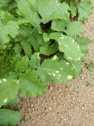 omany님의 배추 · 병해충상담 작성글 사진