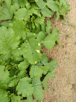 omany님의 배추 · 병해충상담 작성글 사진