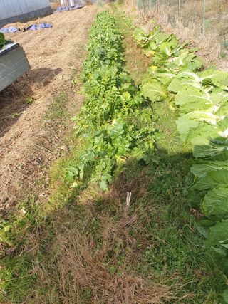 허굴산농장님의 배추 · 일상 작성글 사진