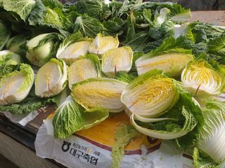 허굴산농장님의 배추 · 일상 작성글 사진