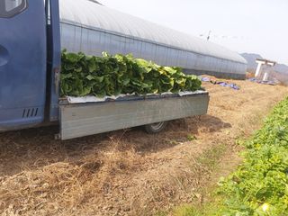 허굴산농장님의 배추 · 일상 작성글 사진