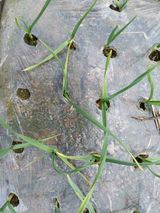 팜모닝 마늘·병해충상담 게시글 이미지