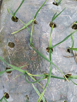 정도석 님의 마늘 · 병해충상담 작성글 사진