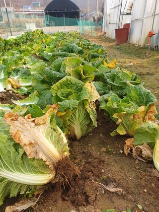 알 수 없음님의 배추 · 일상 작성글 사진