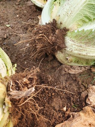 알 수 없음님의 배추 · 일상 작성글 사진