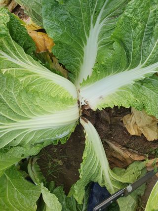 알 수 없음님의 배추 · 일상 작성글 사진