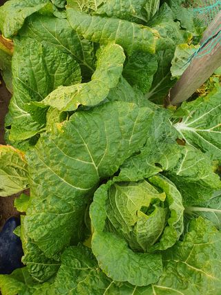 알 수 없음님의 배추 · 일상 작성글 사진