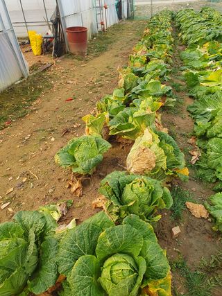 알 수 없음님의 배추 · 일상 작성글 사진