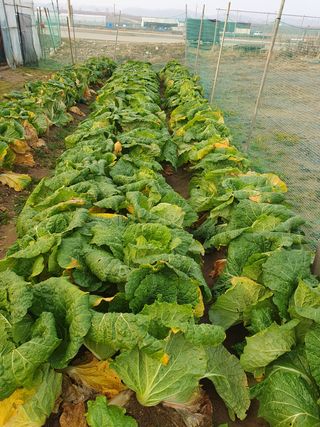 알 수 없음님의 배추 · 일상 작성글 사진