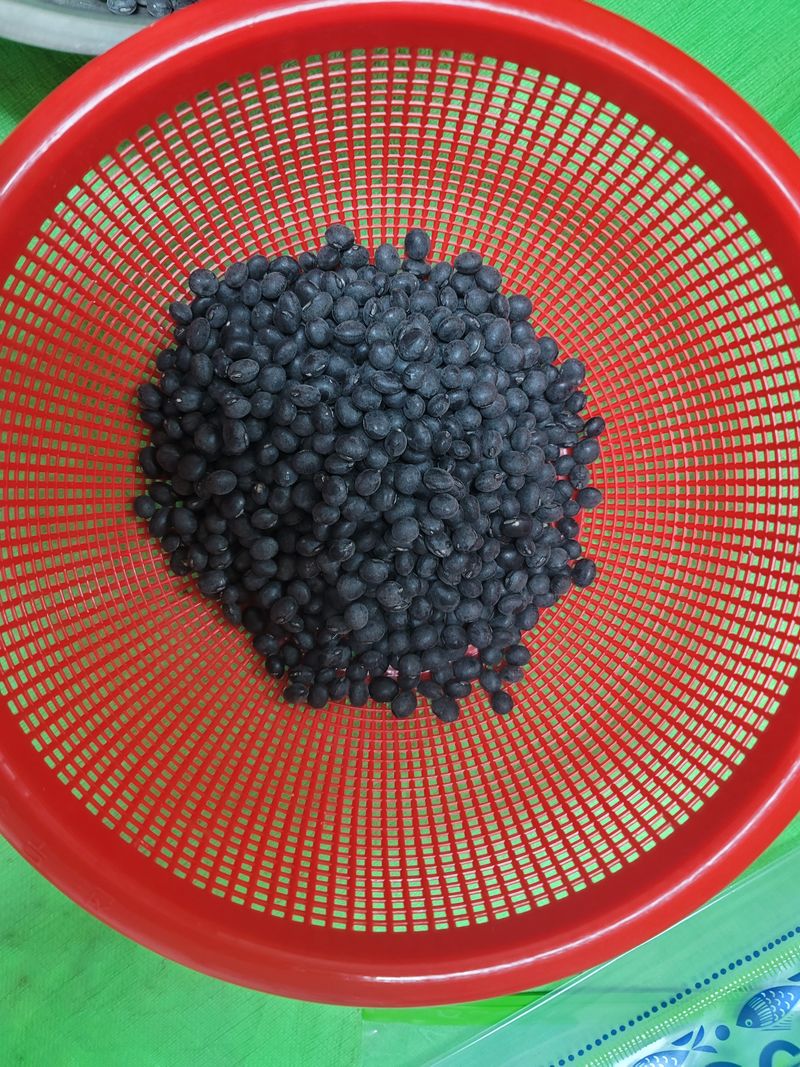 조성인님의 장터 판매 상품 [햇 서리태 품종 : 청자 5호] 첨부 사진