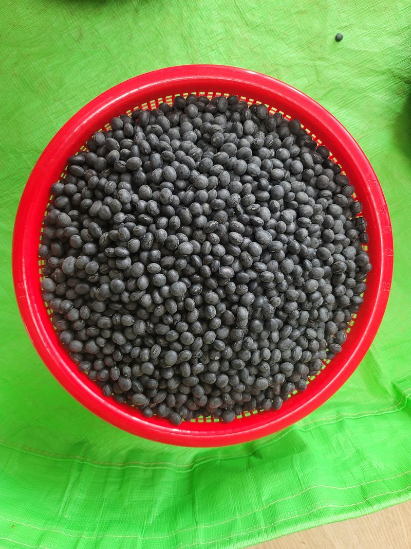 장터 상품 [햇 서리태 품종 : 청자 5호] 썸네일