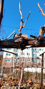 팜모닝 포도·자유게시판 게시글 이미지