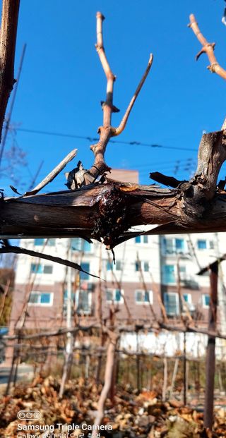 농부하니님의 포도 · 자유게시판 작성글 사진