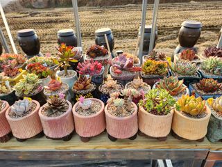 이연옥님의 기타작물 · 자유게시판 작성글 사진