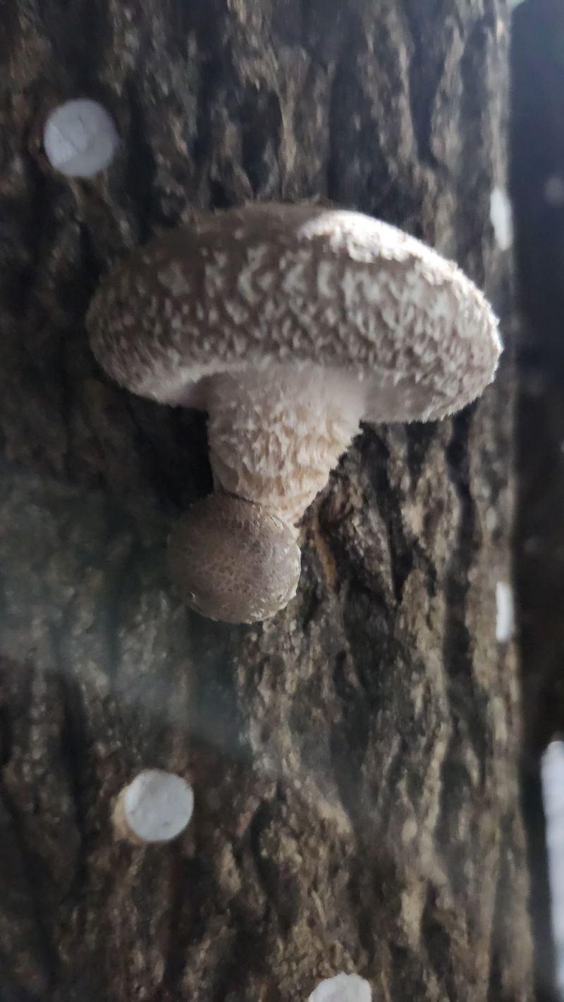 장터 상품 [참나무원목 표고버섯 1kg] 썸네일