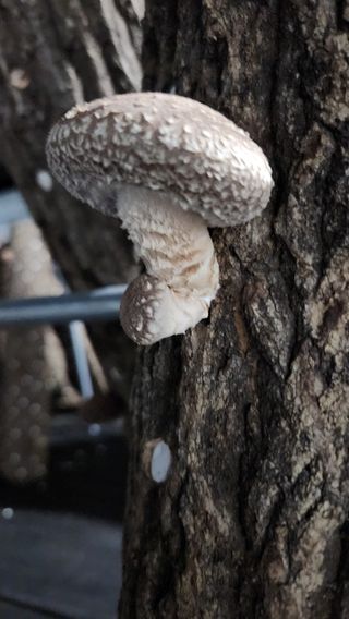 모실표고님의 버섯 · 수확 작성글 사진