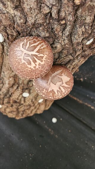 모실표고님의 버섯 · 수확 작성글 사진