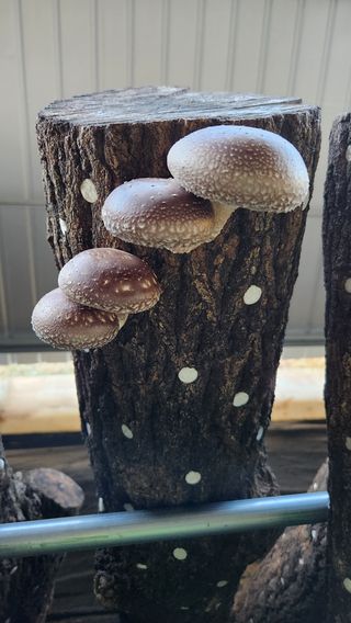 모실표고님의 버섯 · 수확 작성글 사진