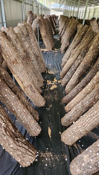 모실표고님의 버섯 · 수확 작성글 사진