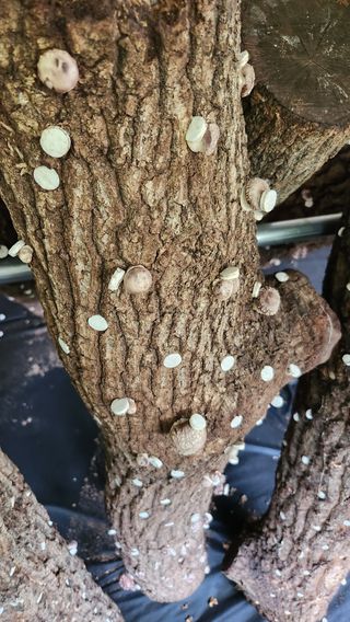 모실표고님의 버섯 · 수확 작성글 사진